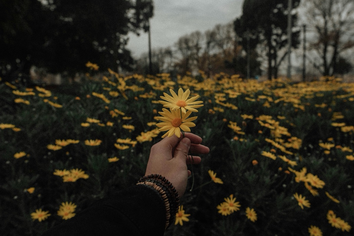 A hand holding two yellow daisies above a field of yellow daisies